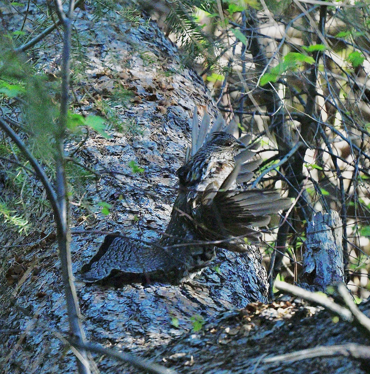 Ruffed Grouse - ML619163443