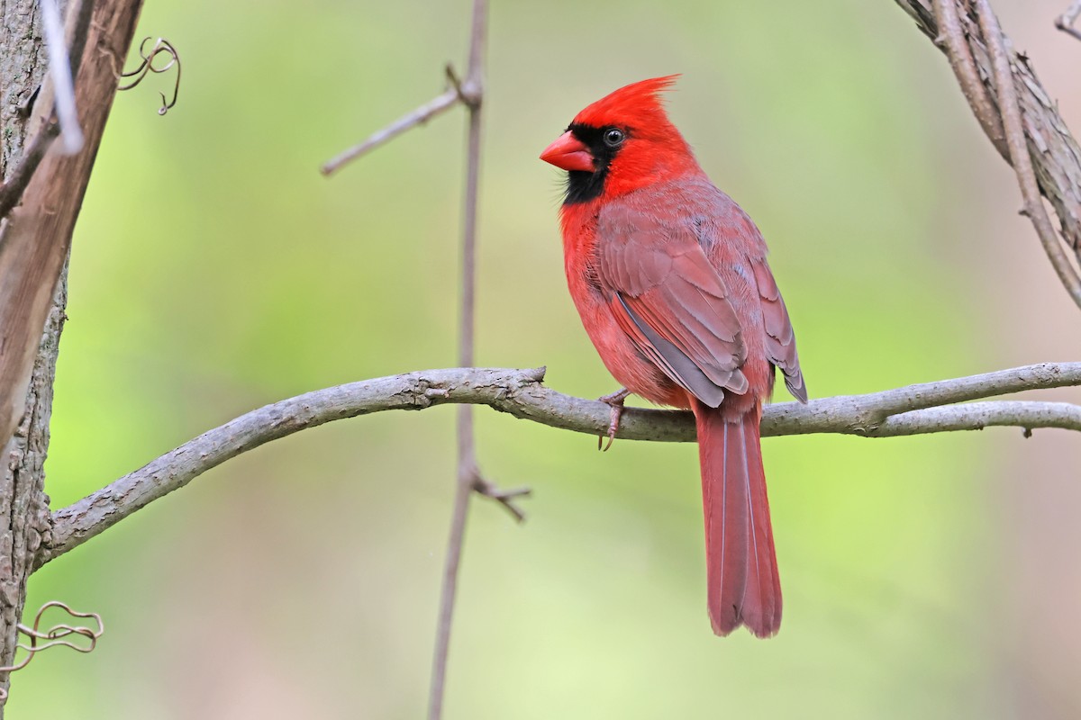 Cardinal rouge - ML619163444