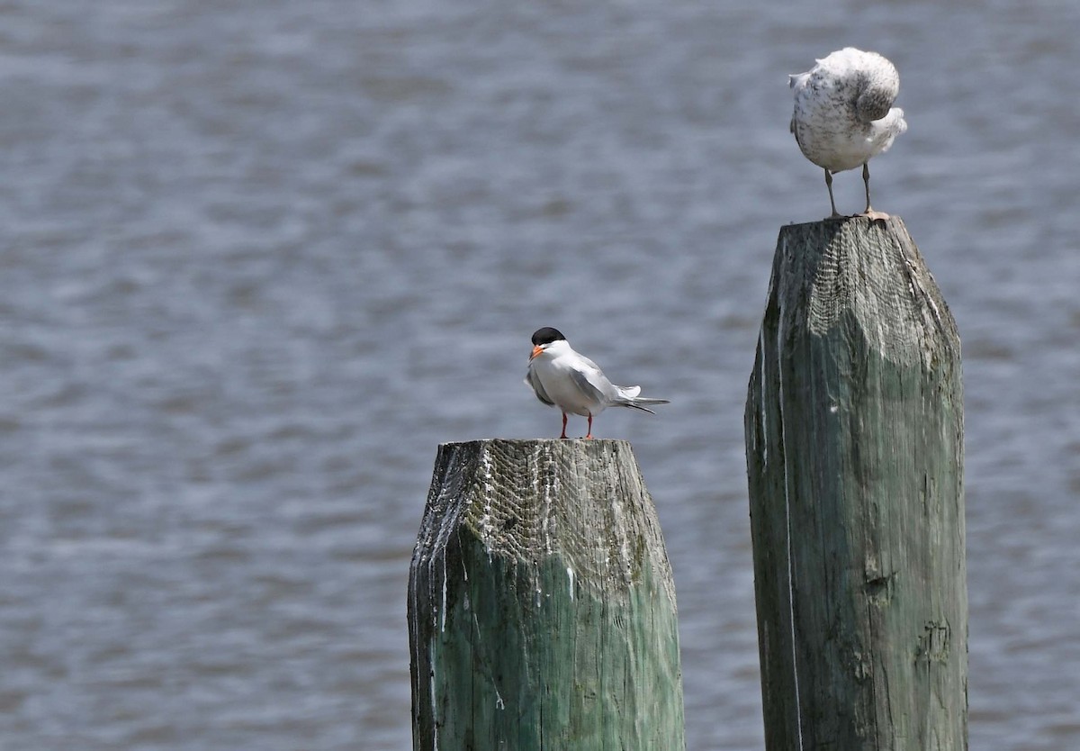 Forster's Tern - ML619163464