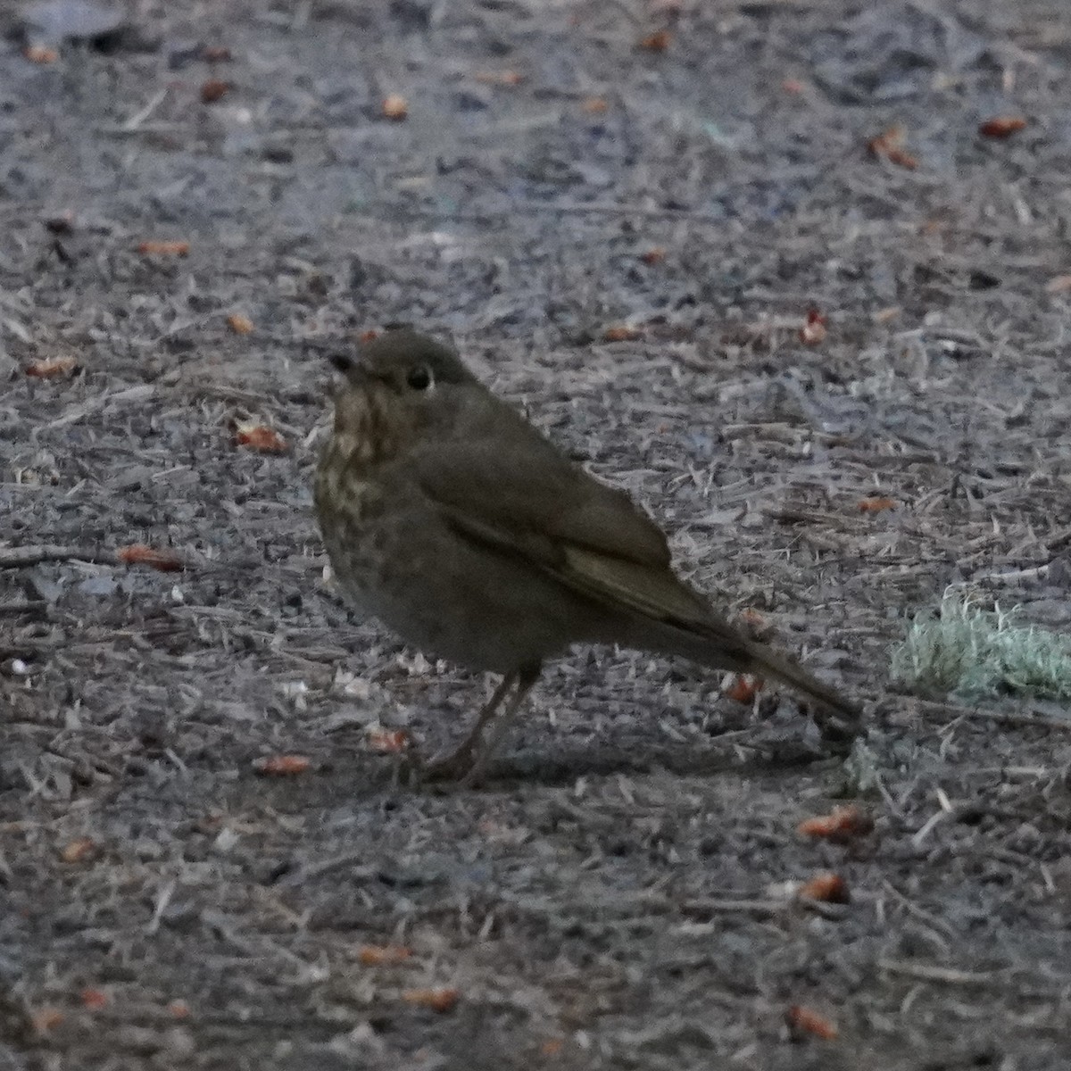 Swainson's Thrush - Matthew Mottern