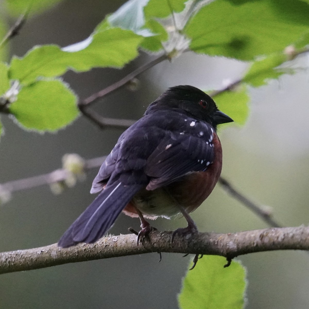 Spotted Towhee - Matthew Mottern