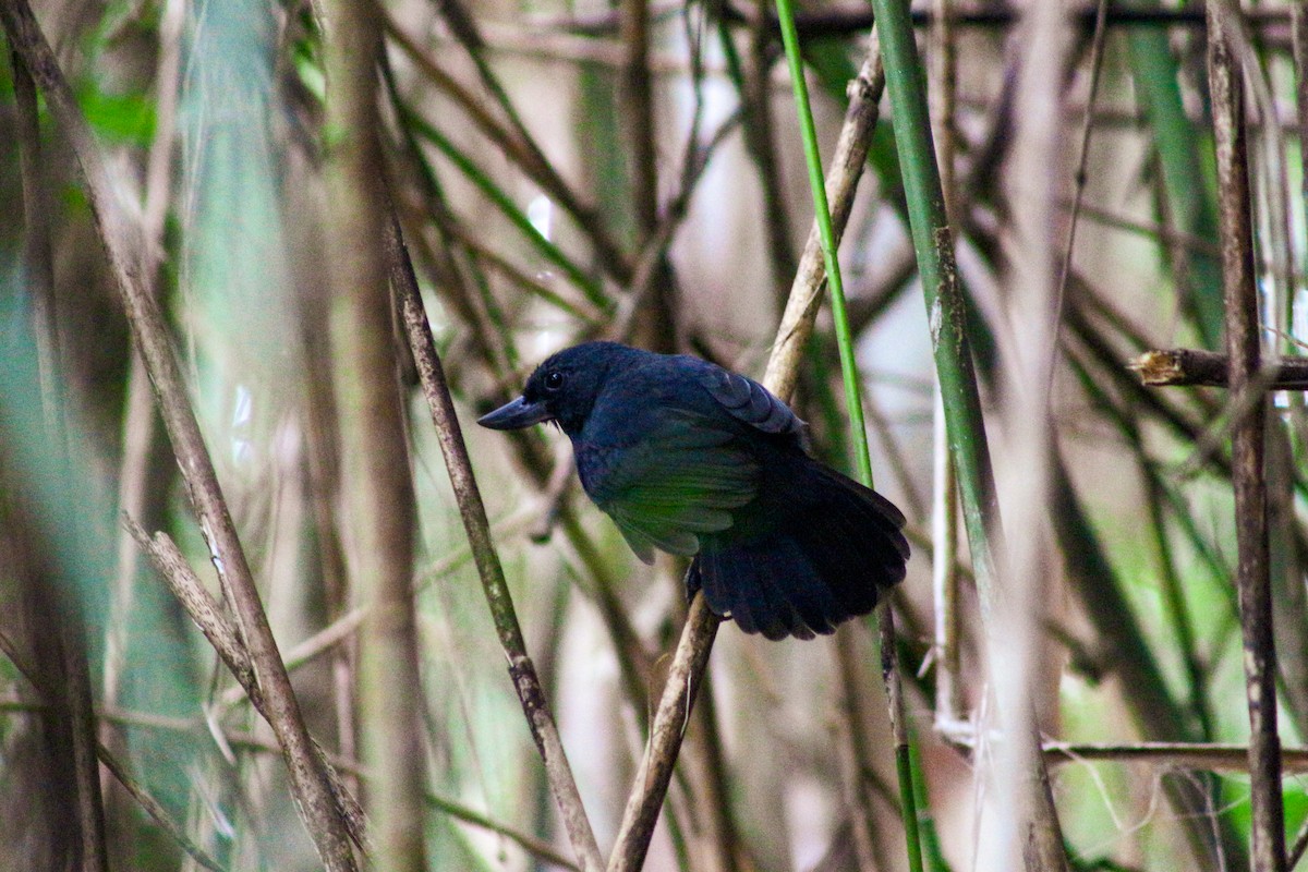 Recurve-billed Bushbird - Jose Alides Gómez Peñuela