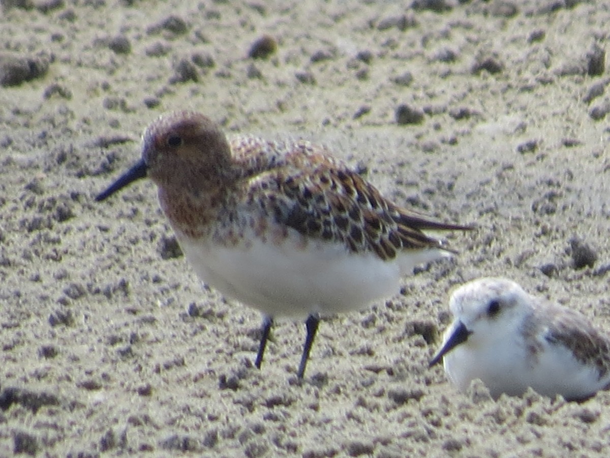 Sanderling - Tamie Bulow