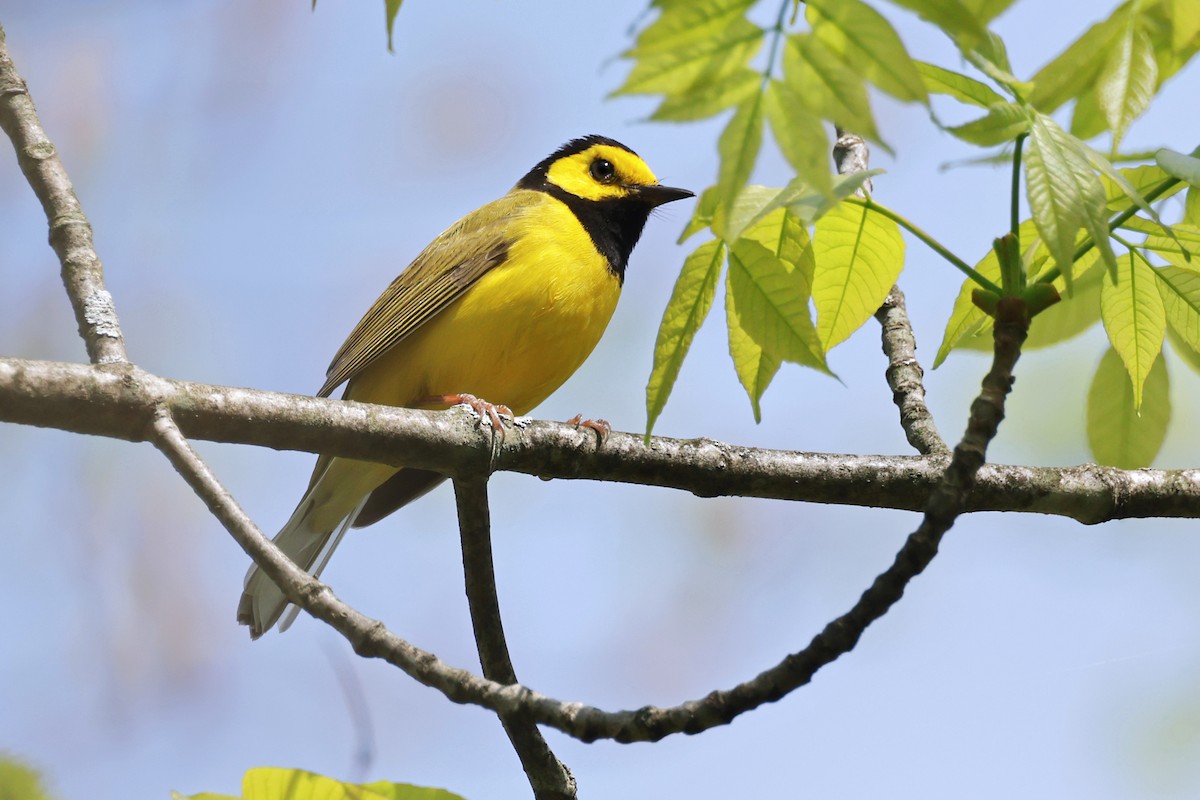 Hooded Warbler - Nathan Wall