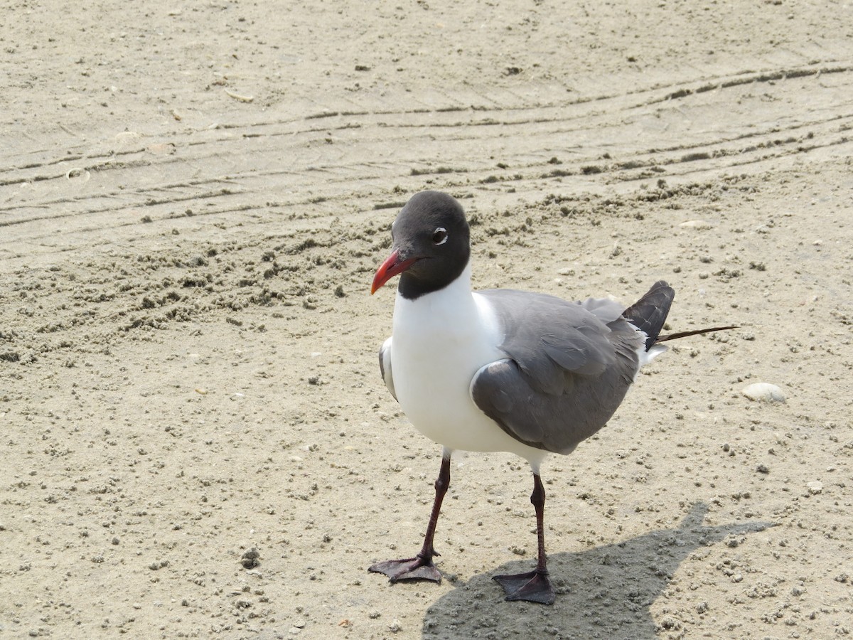 Laughing Gull - Tamie Bulow