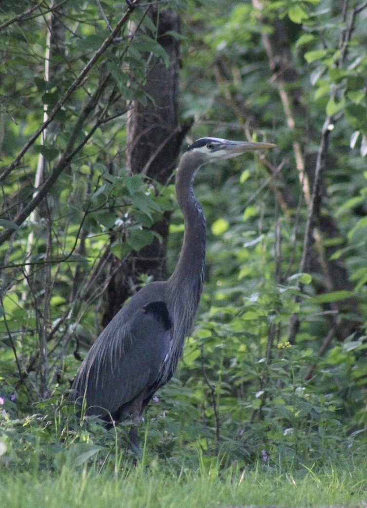 Great Blue Heron - Mel Lee