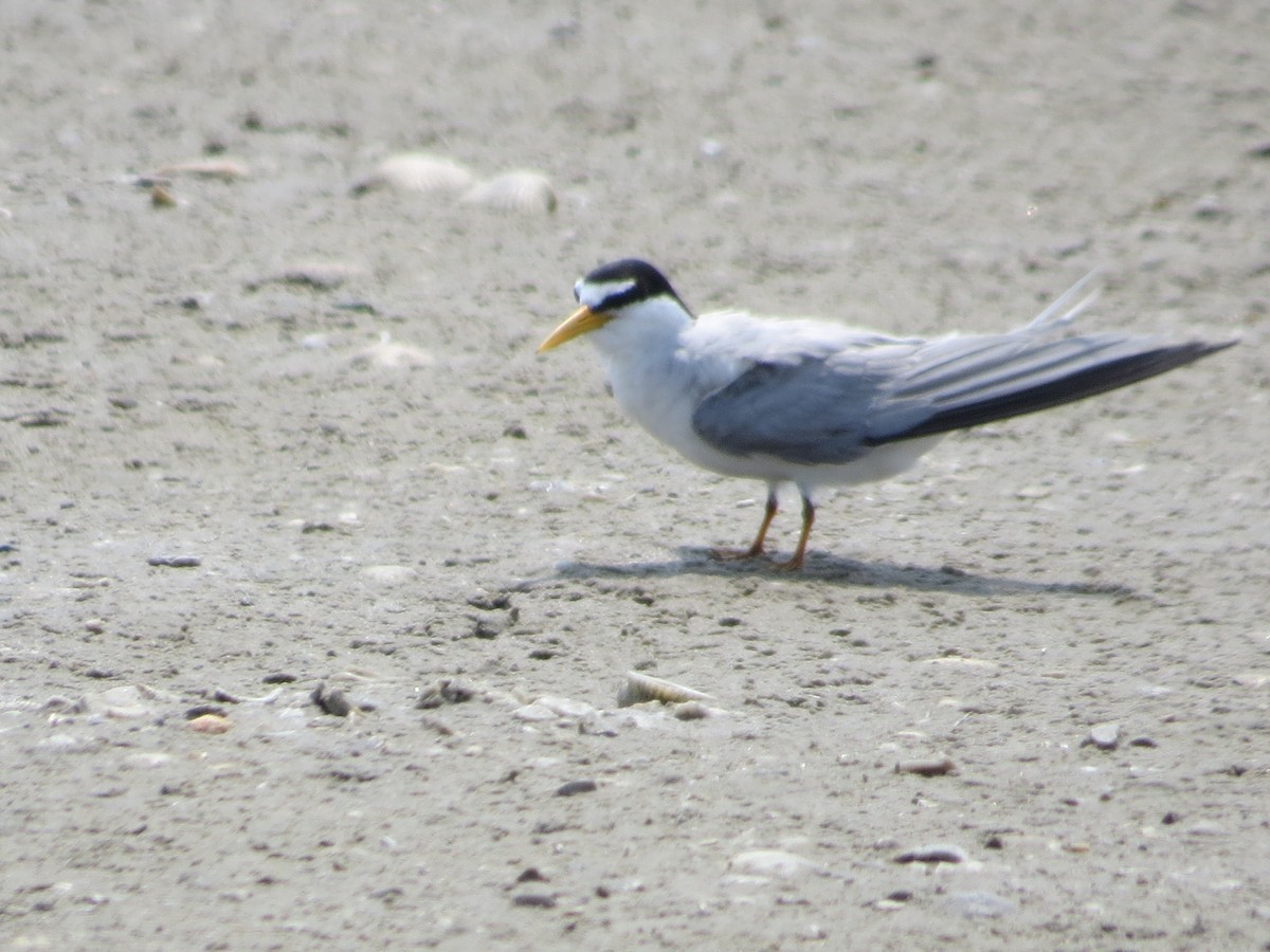 Least Tern - Tamie Bulow