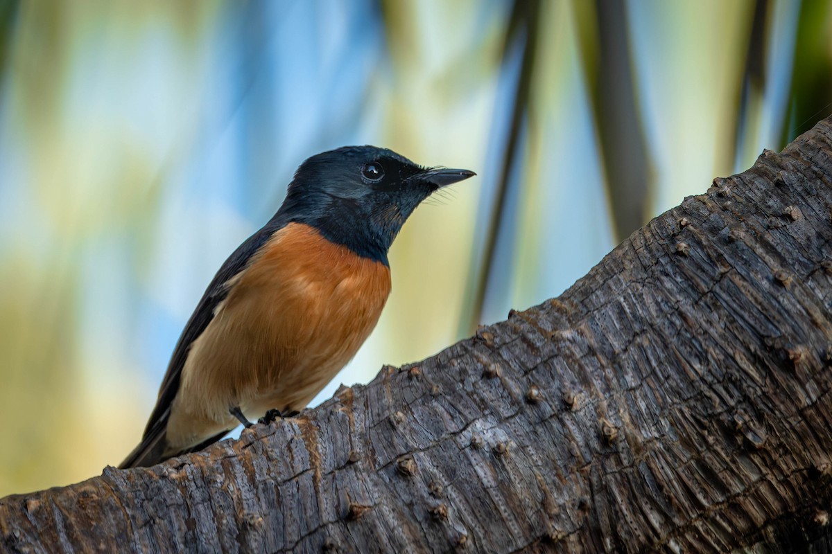 Vanikoro Flycatcher - Mauricio Garcia-Ramos