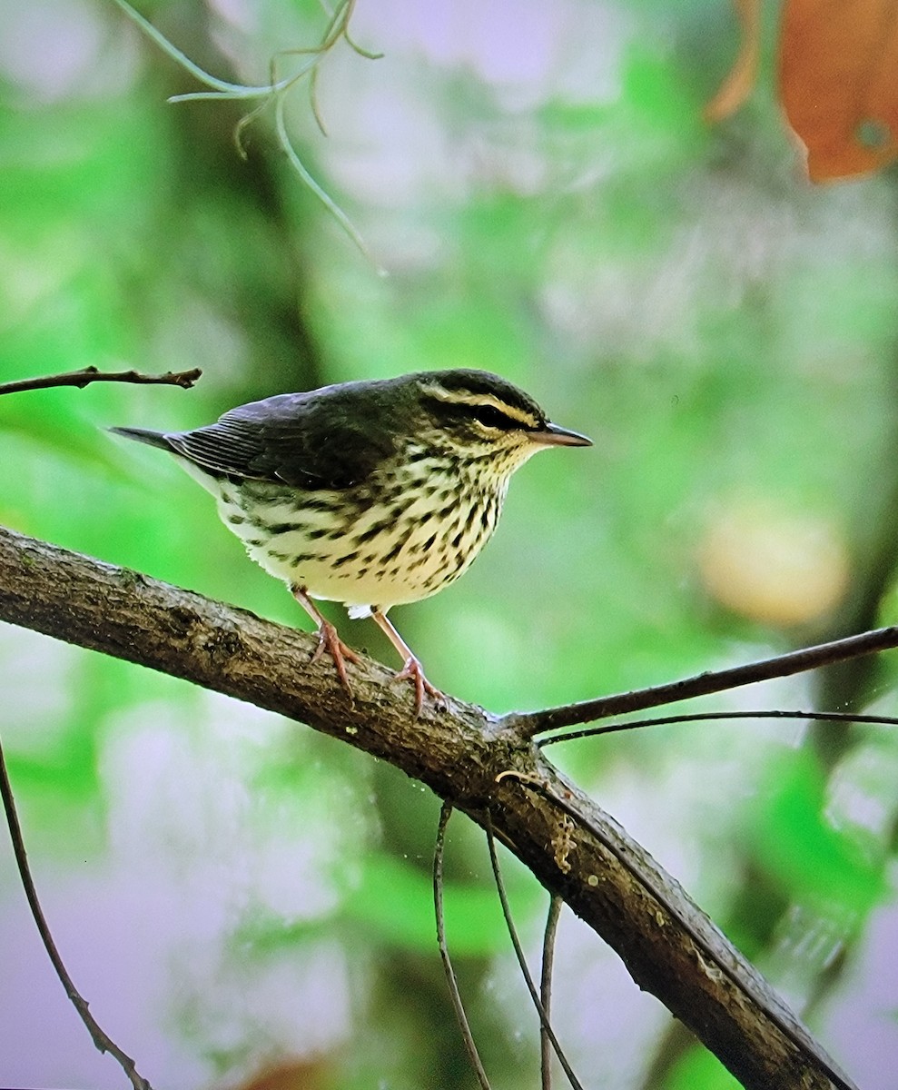 Northern Waterthrush - ML619163532