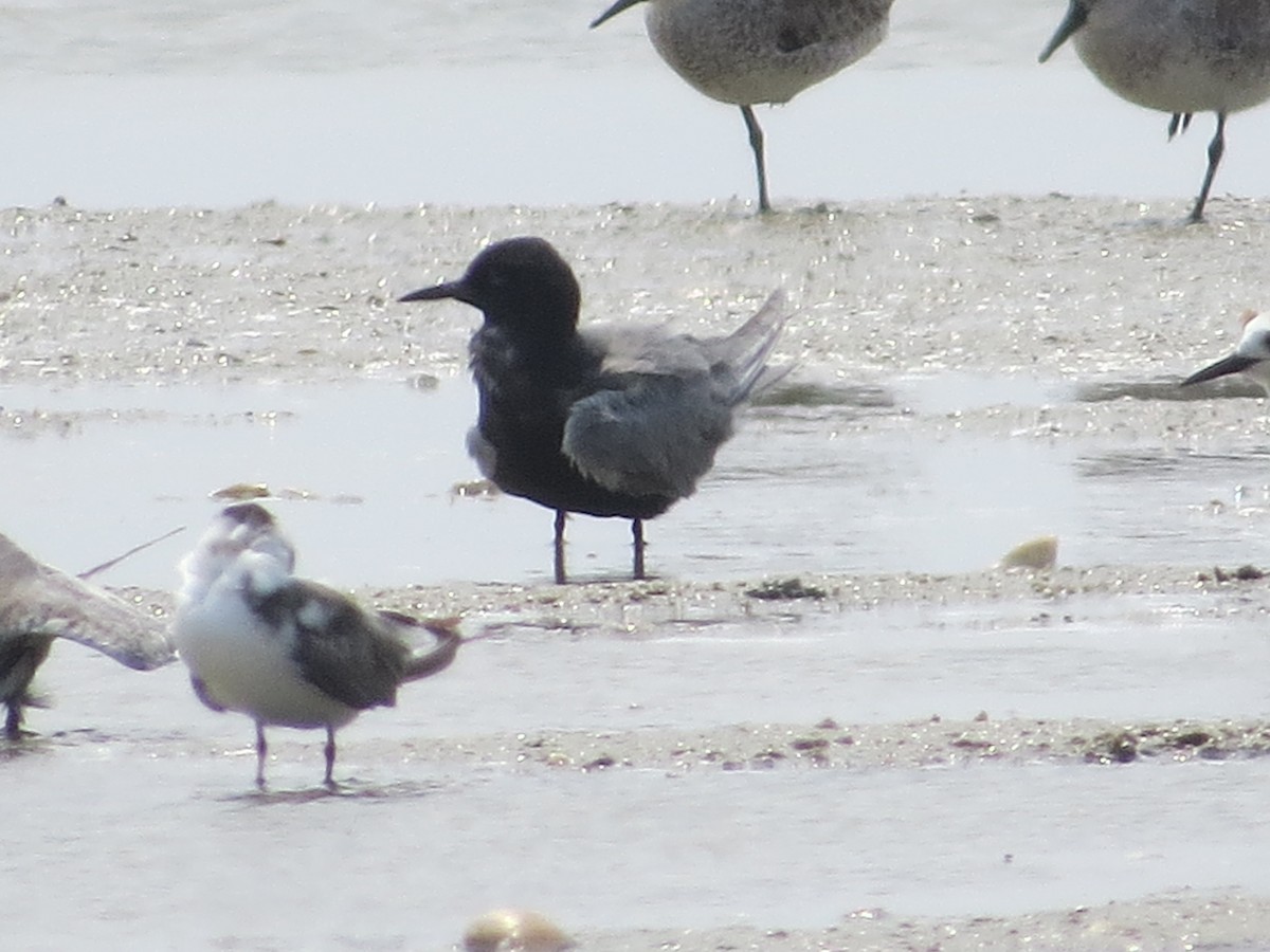 Black Tern - ML619163536