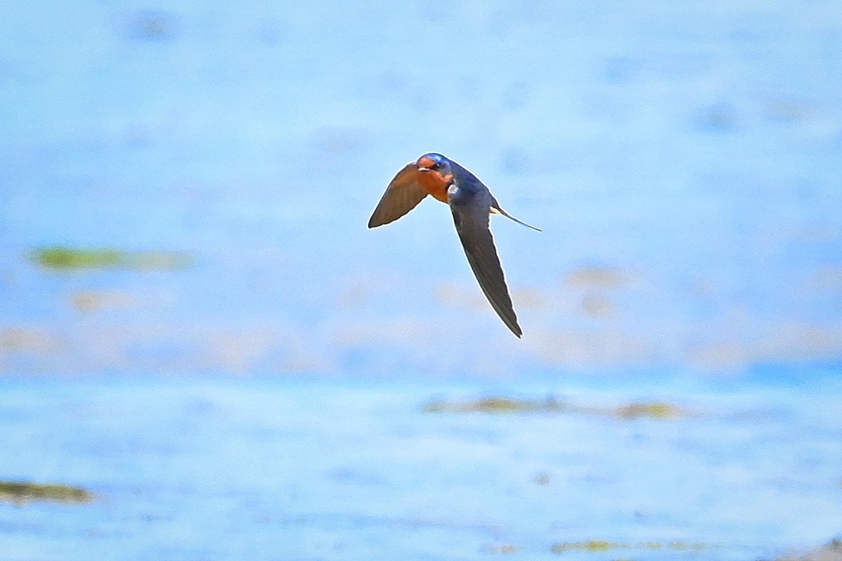 Barn Swallow - Roger Beardmore