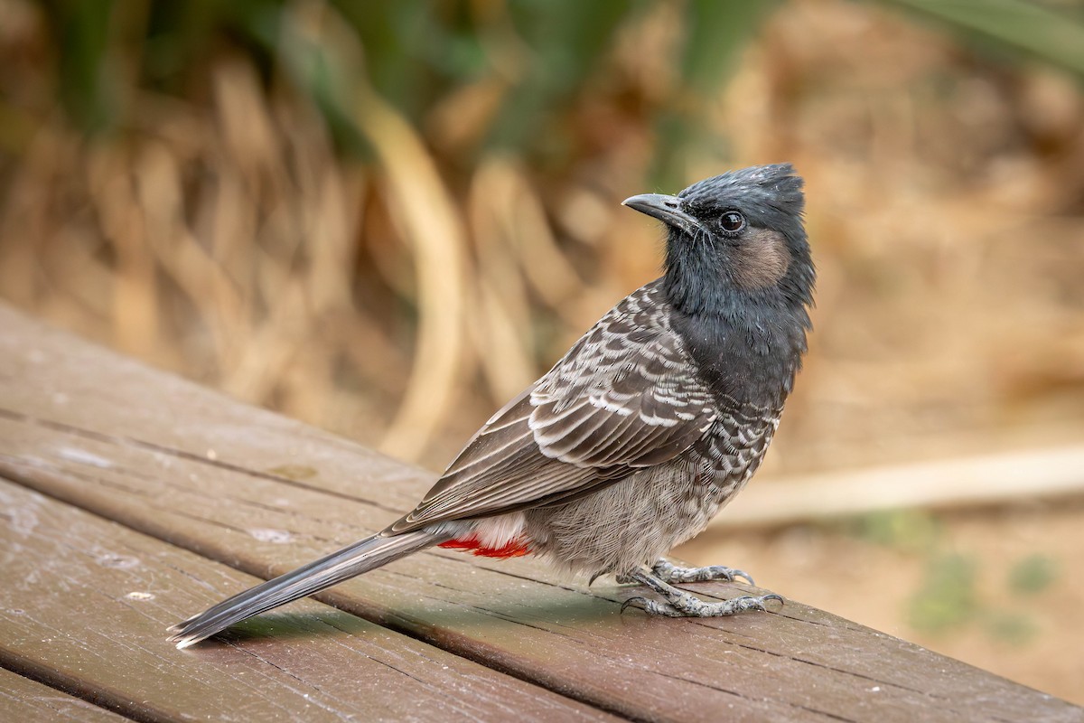 Red-vented Bulbul - Mauricio Garcia-Ramos