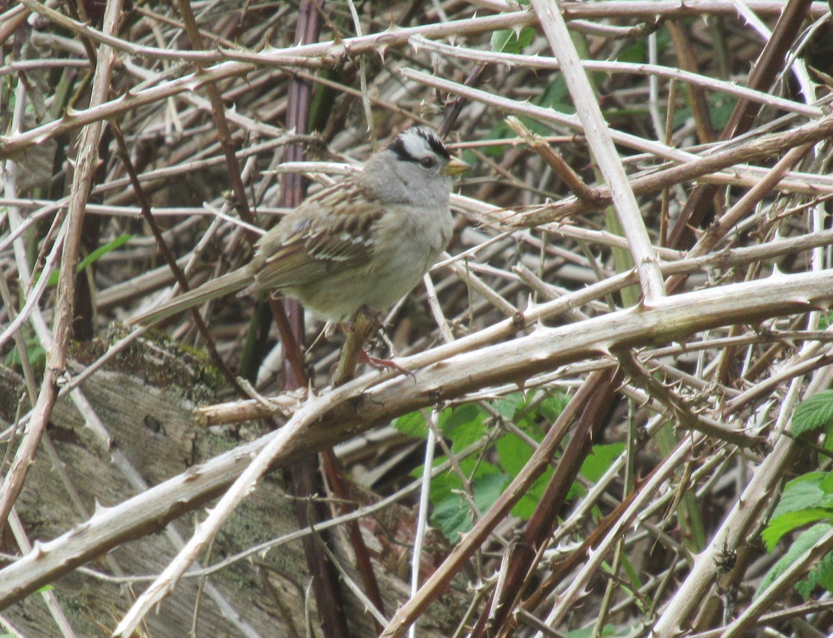 White-crowned Sparrow - Anonymous