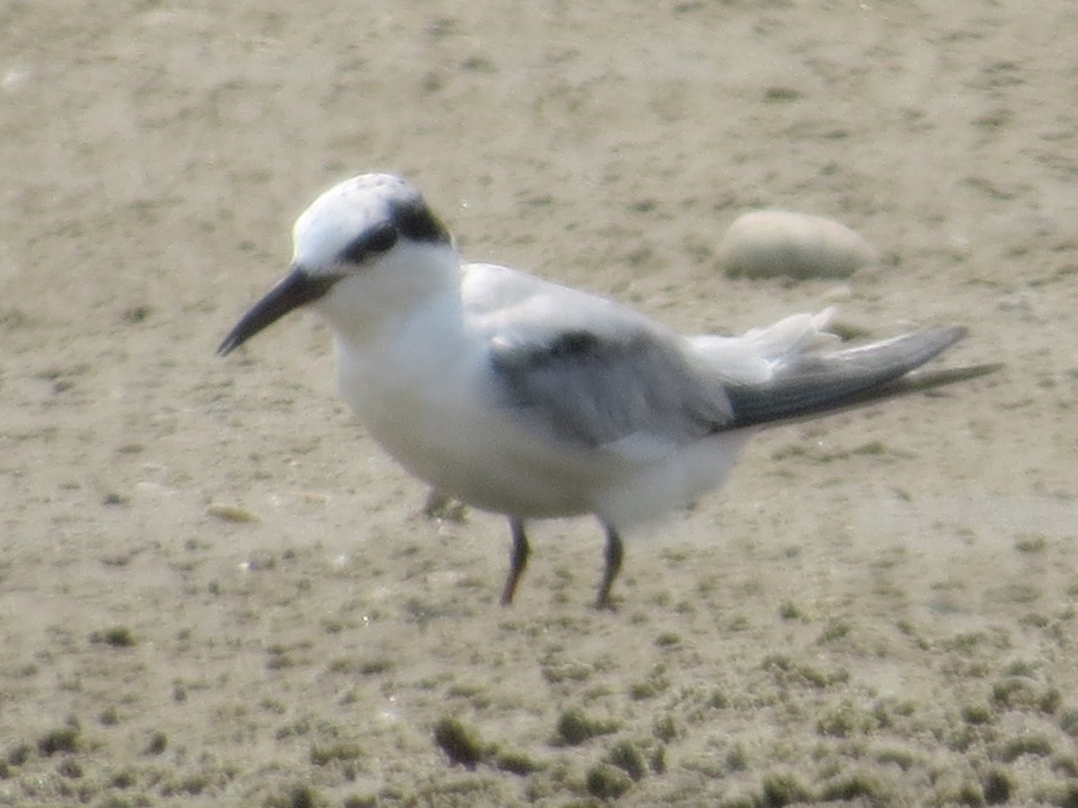 Common Tern - ML619163553