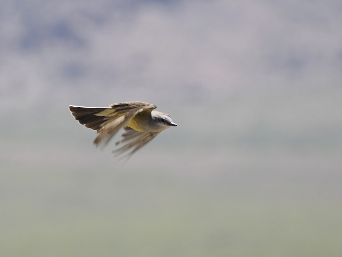 Western Kingbird - Jeffery Sole