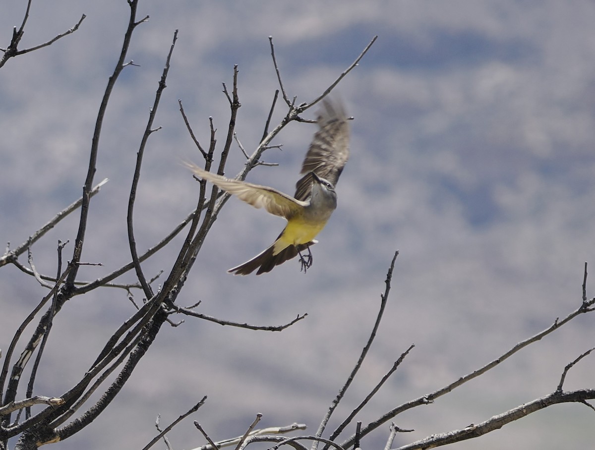 Western Kingbird - ML619163566