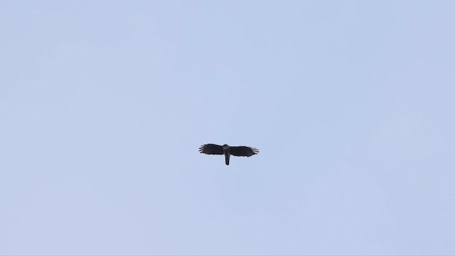 Aigle à ventre roux - ML619163567