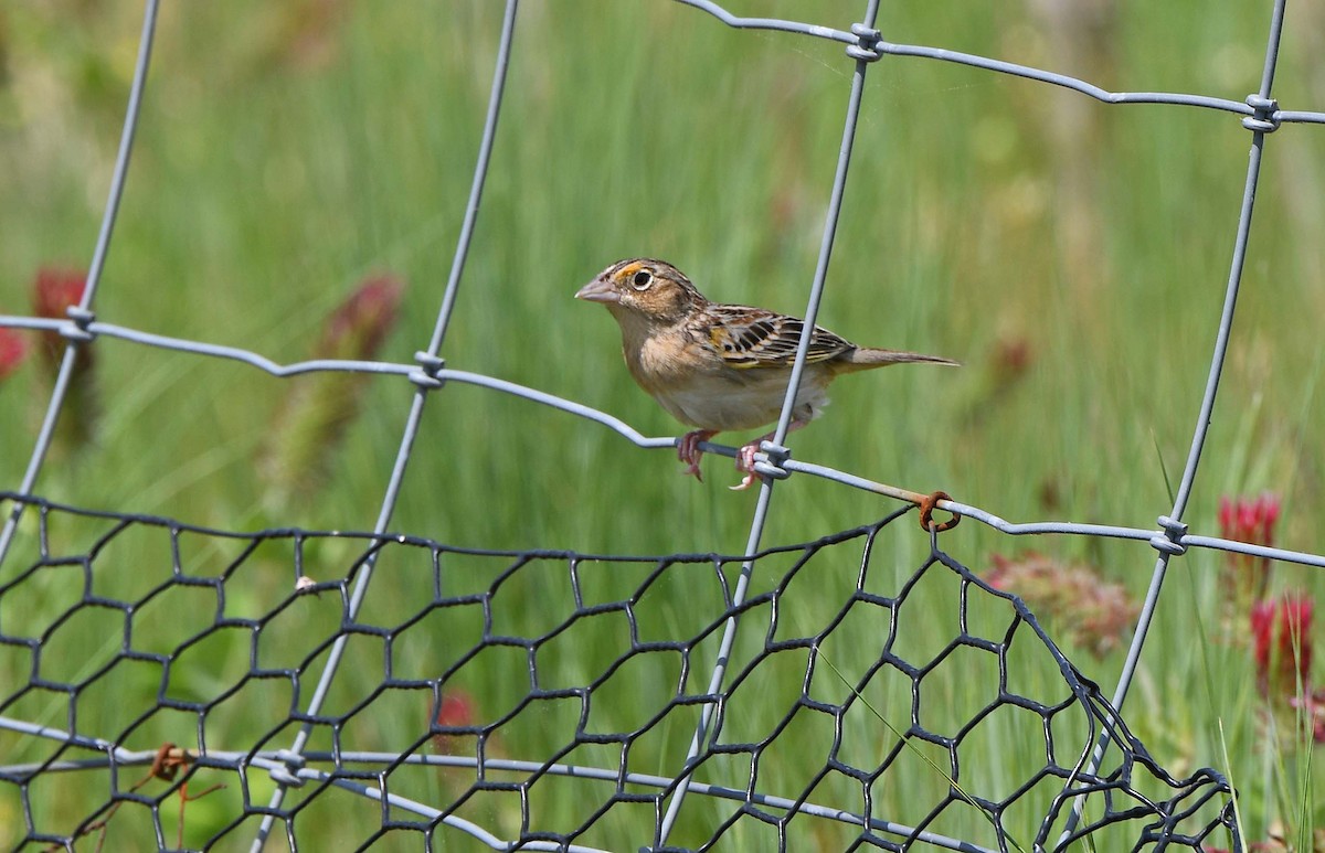 Grasshopper Sparrow - Sharon Lynn