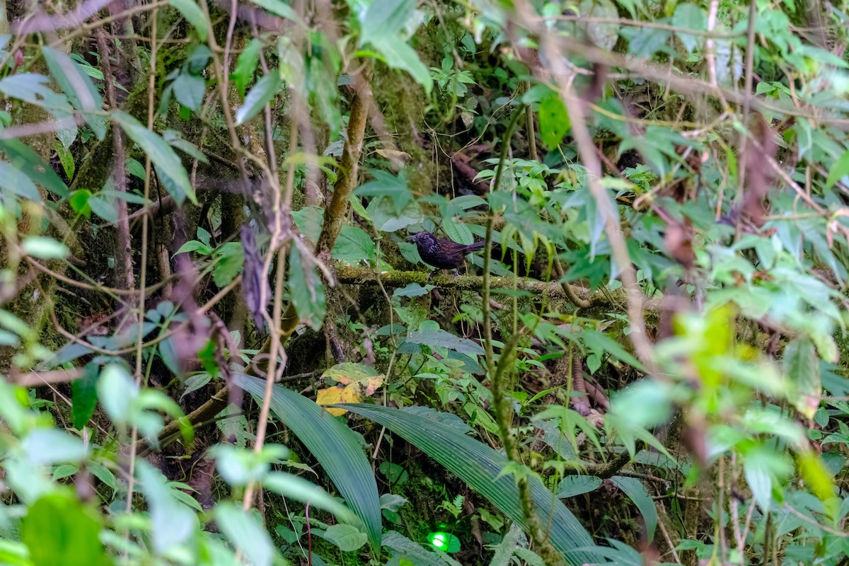 Sikkim Wedge-billed Babbler - Nara Jayaraman