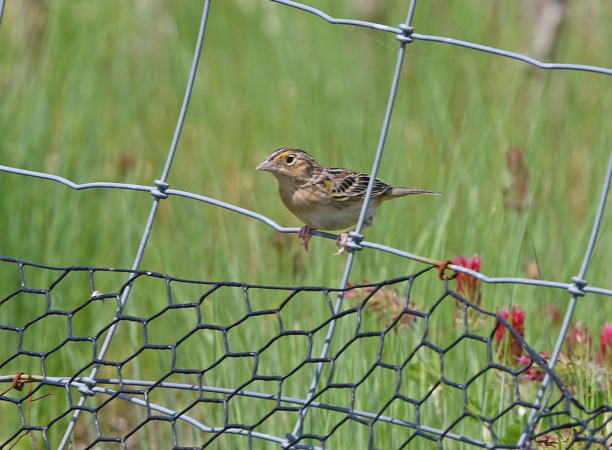 Grasshopper Sparrow - Sharon Lynn