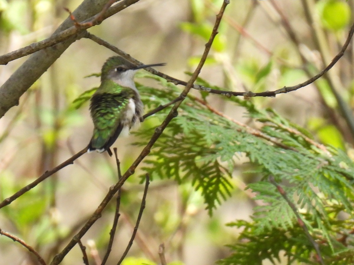 Ruby-throated Hummingbird - Joe McGill