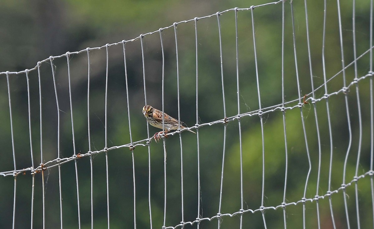 Savannah Sparrow - Sharon Lynn