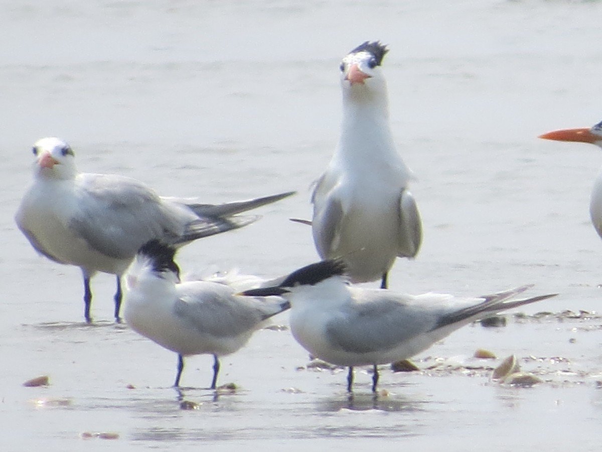 Sandwich Tern - Tamie Bulow