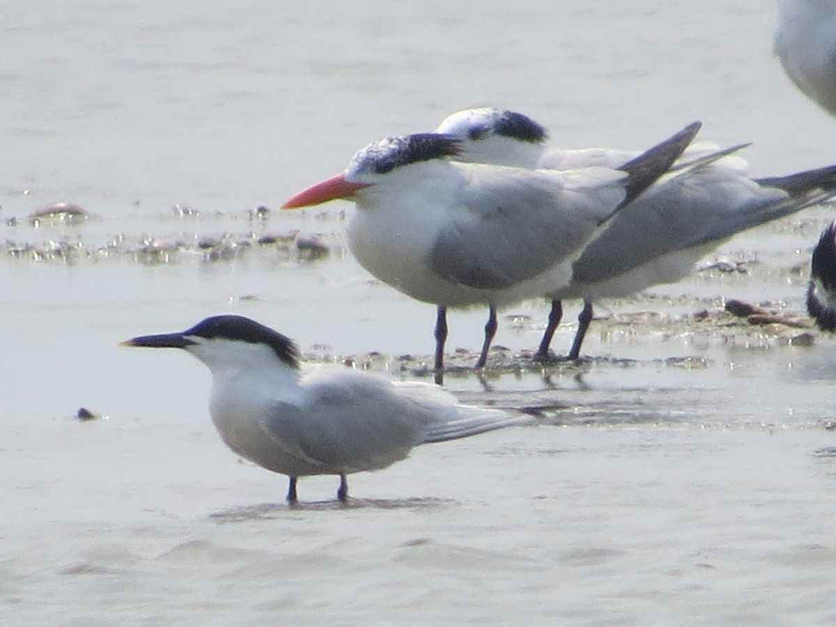 Sandwich Tern - Tamie Bulow