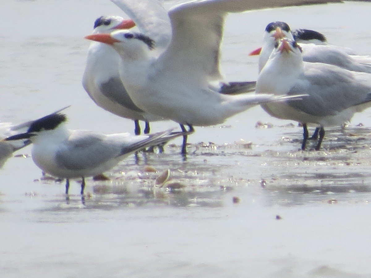 Royal Tern - Tamie Bulow