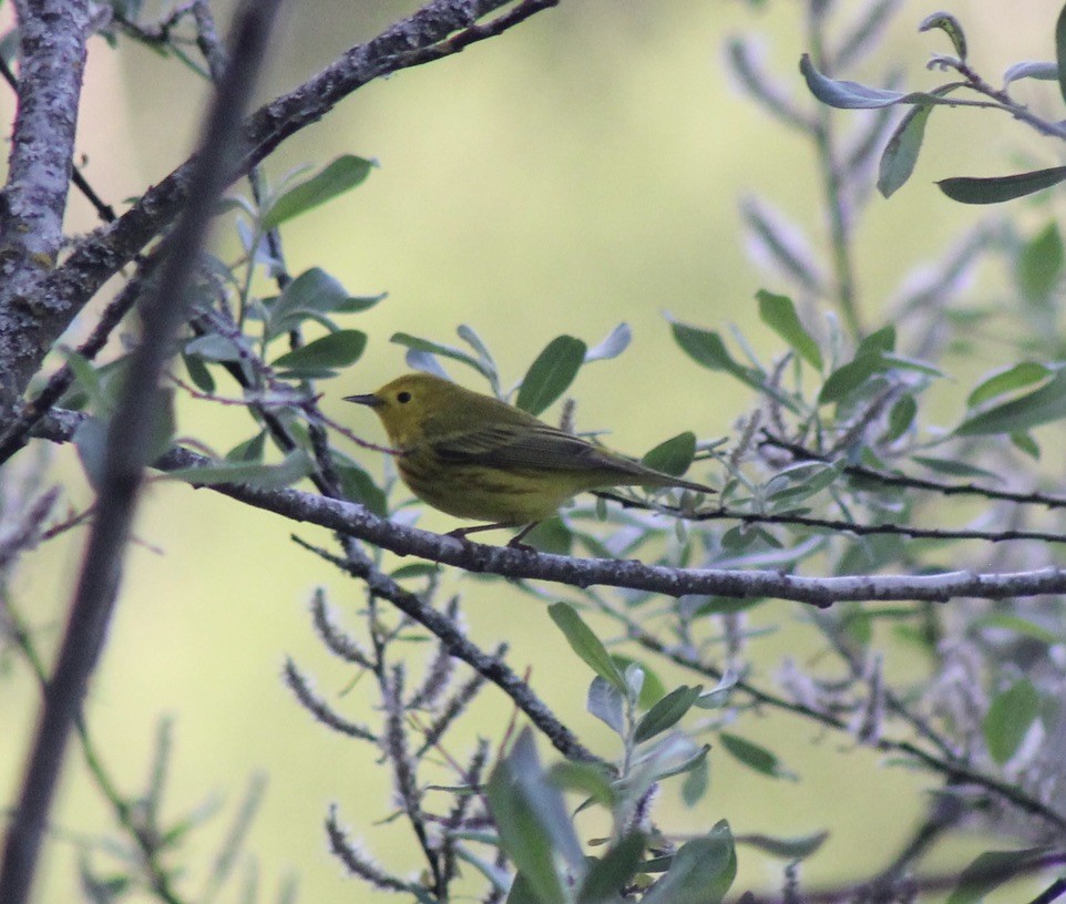 Yellow Warbler - ML619163626