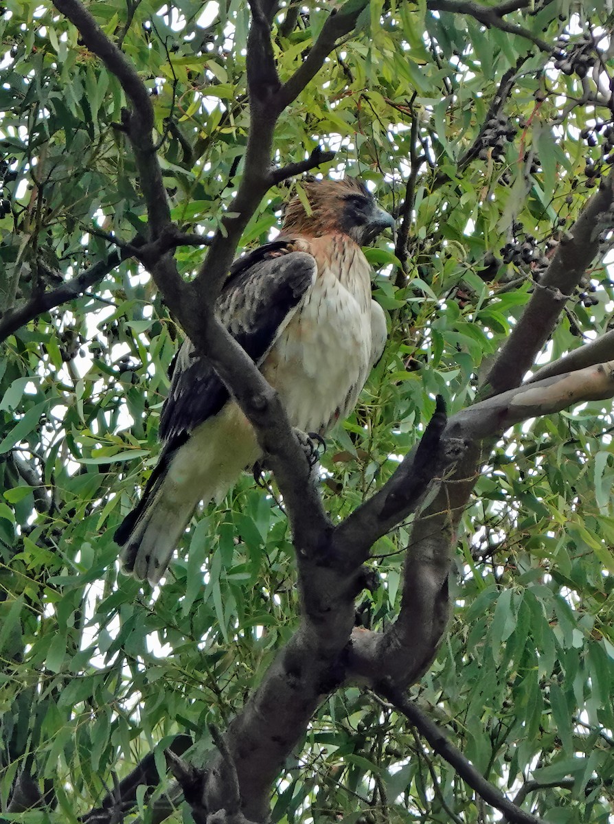 Little Eagle - Russell Scott