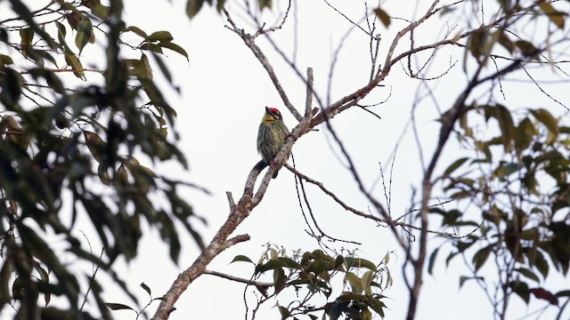 Al Göğüslü Barbet - ML619163650