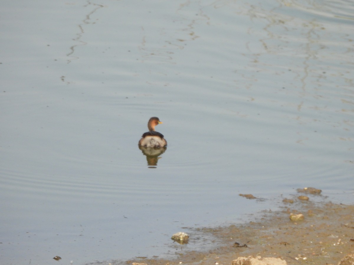 Little Grebe - Prof Chandan Singh Dalawat