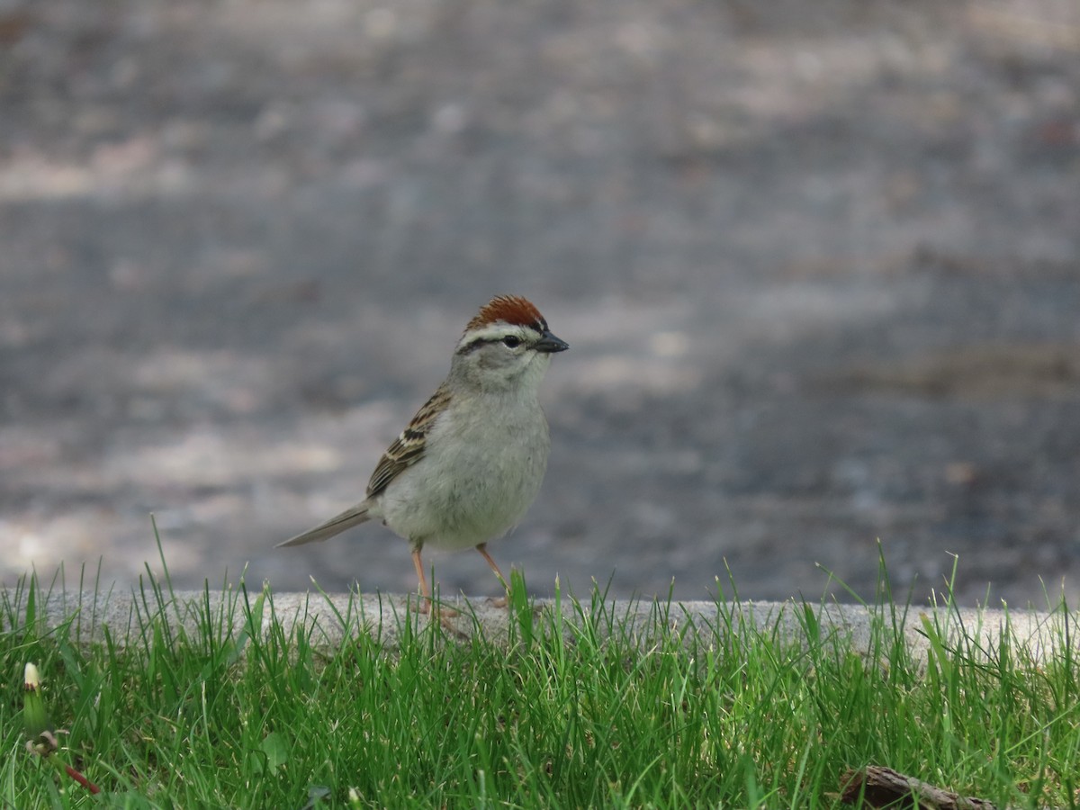 Chipping Sparrow - Cordia Sammeth