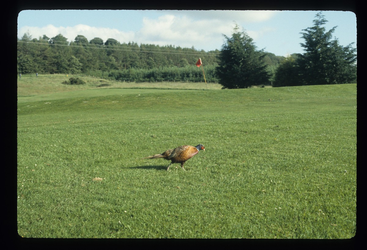 Ring-necked Pheasant - dan davis