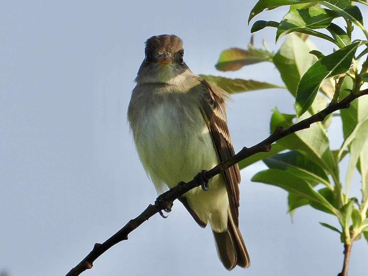 Willow Flycatcher - Cera Betke