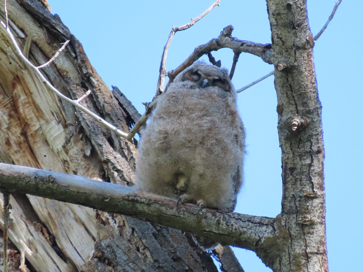 Great Horned Owl - Cordia Sammeth