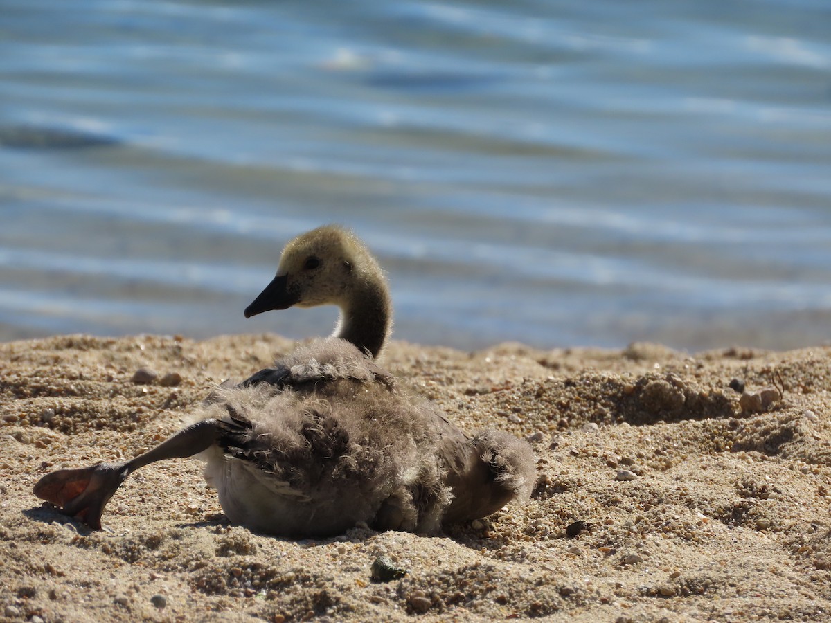 Canada Goose - ML619163744