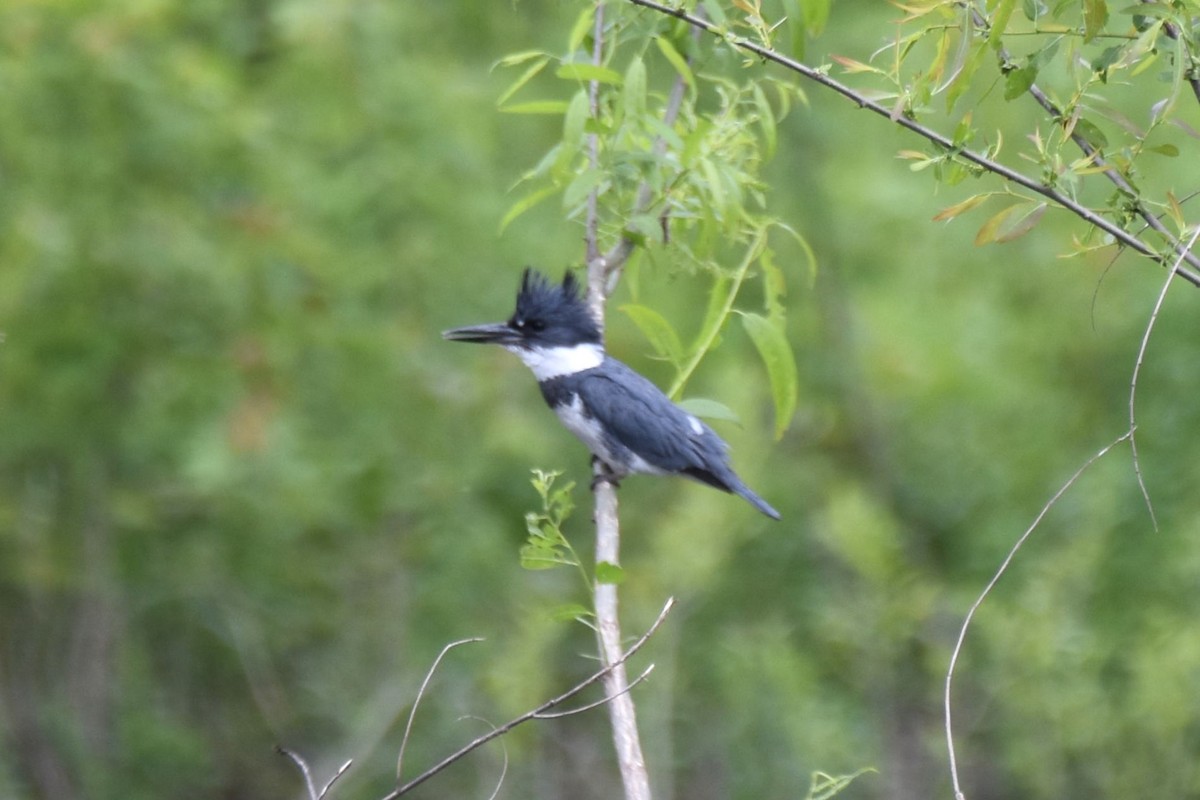 Belted Kingfisher - Bro Co.