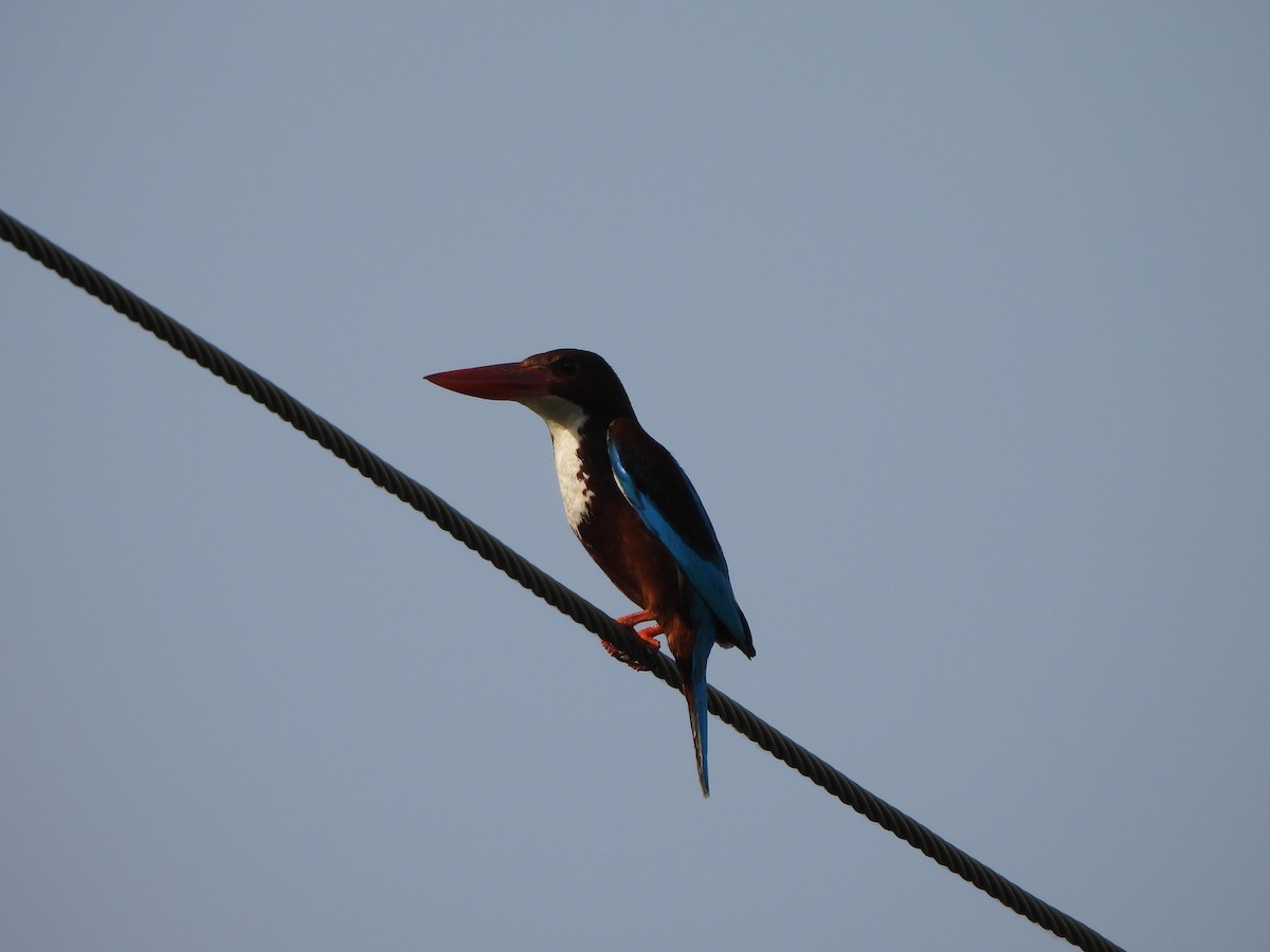 White-throated Kingfisher - Prof Chandan Singh Dalawat