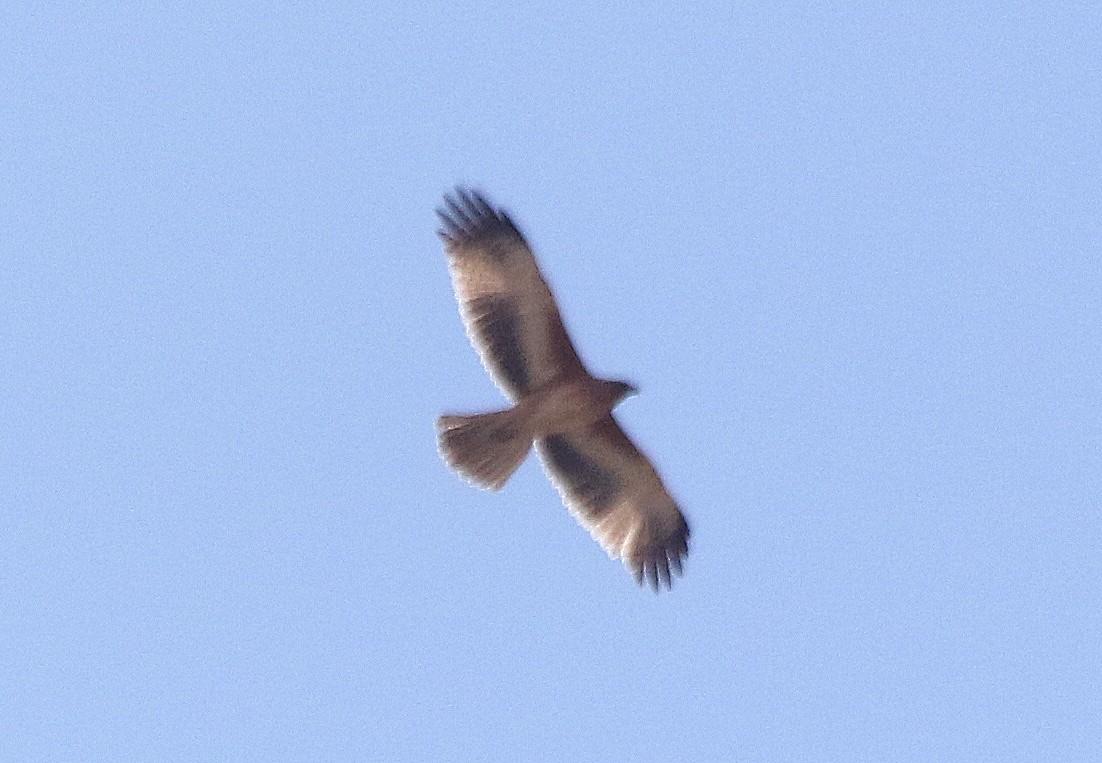 Águila Chica - ML619163804