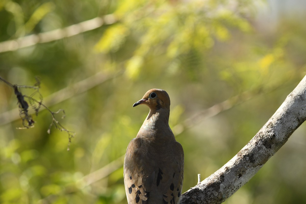 Mourning Dove - Dean Atkin