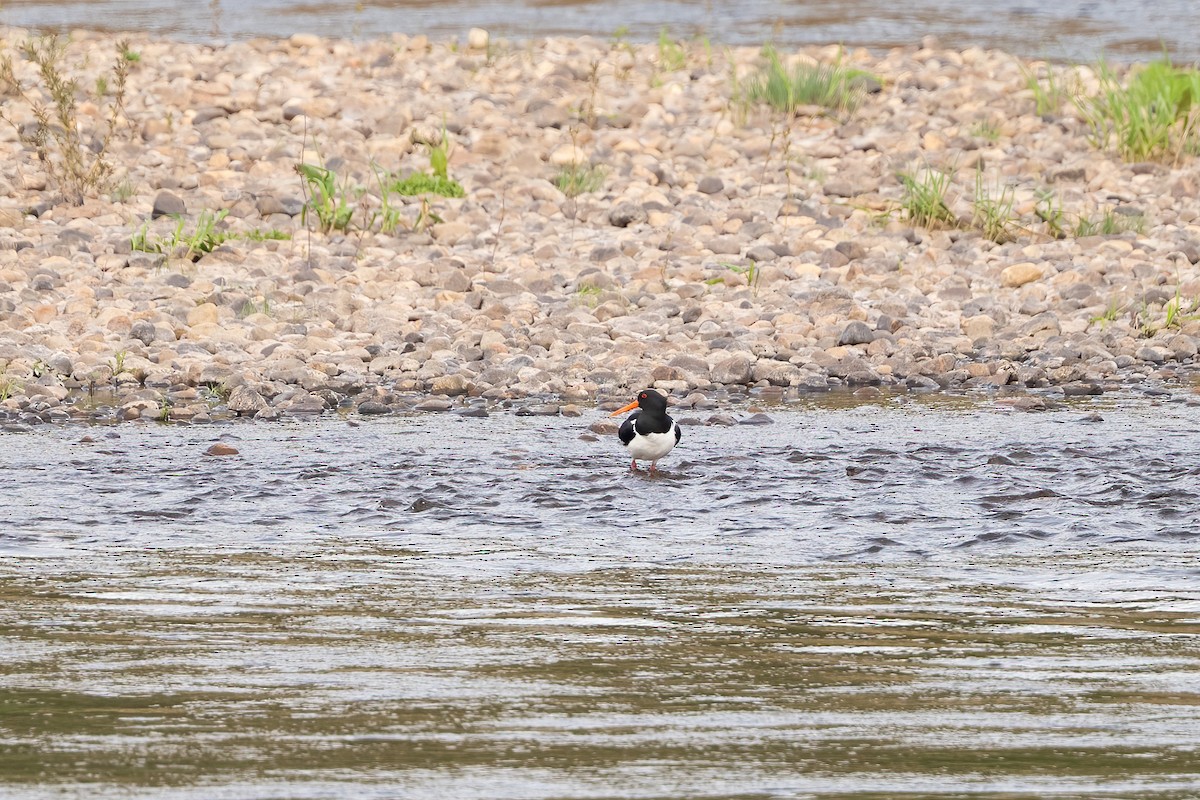 Eurasian Oystercatcher - ML619163850