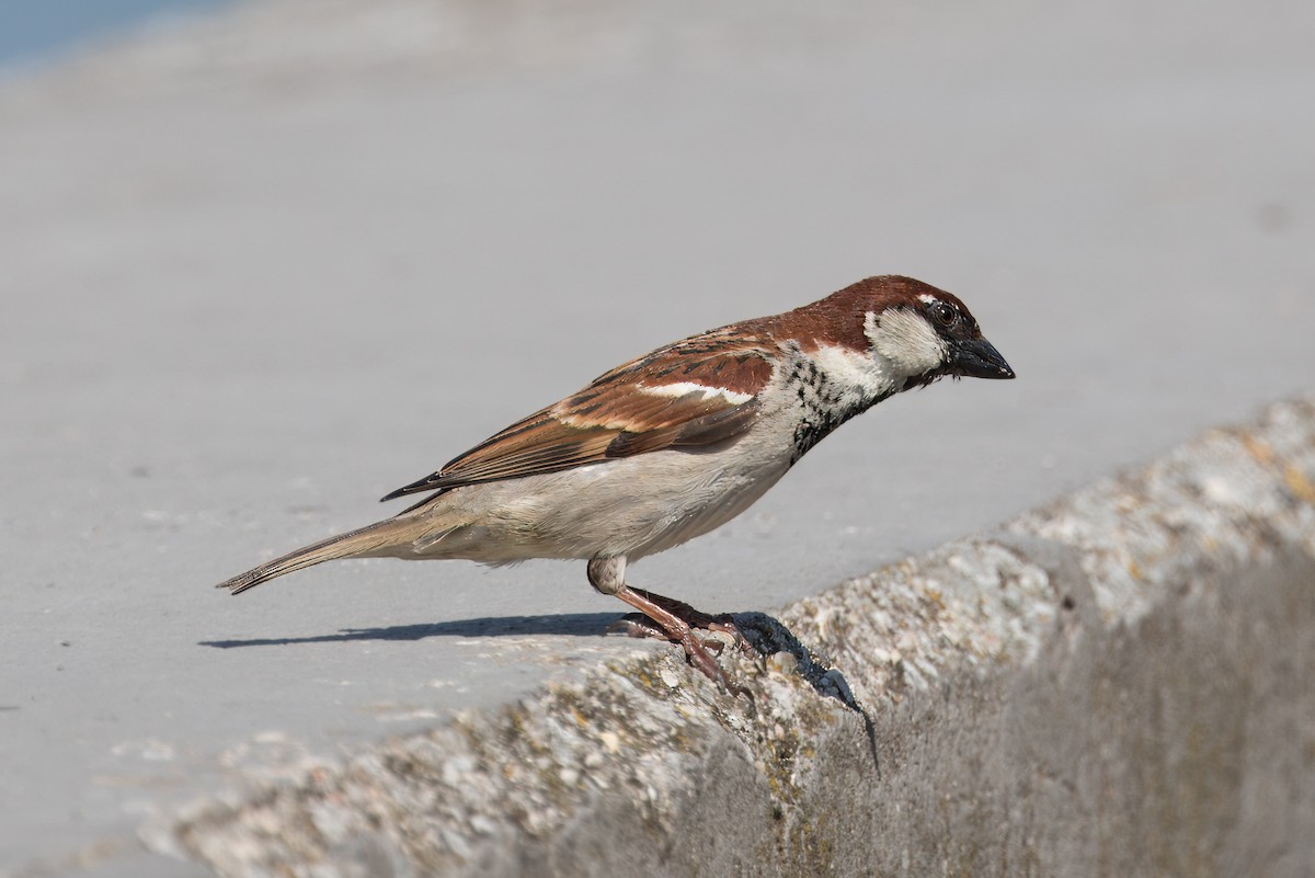 Italian Sparrow - Peter Roberts