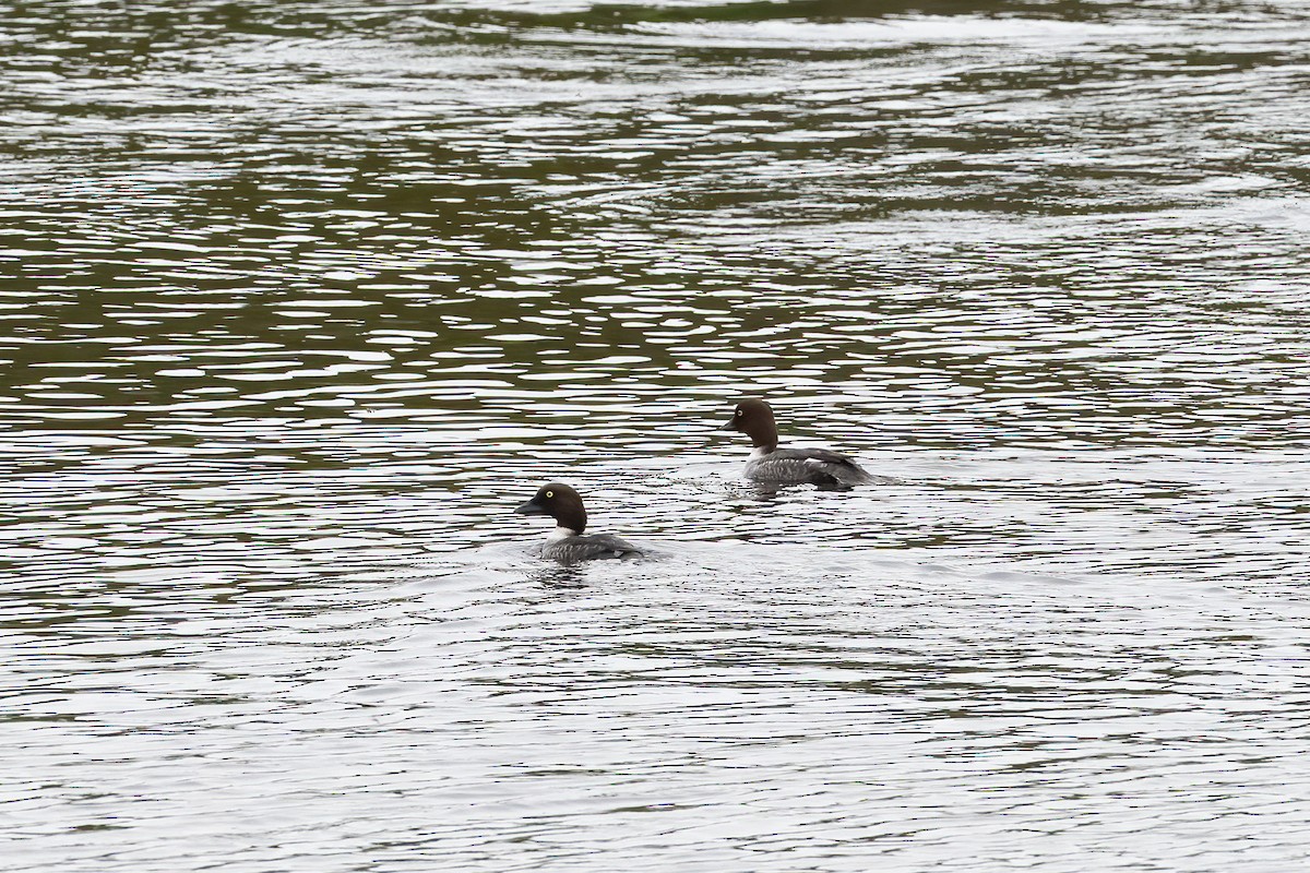 Common Goldeneye - ML619163856