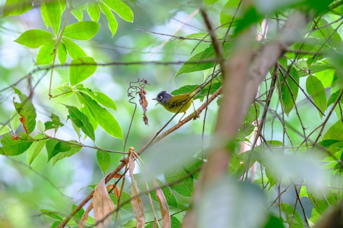 Gray-cheeked Warbler - Nara Jayaraman