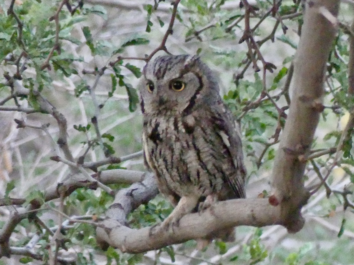 Western Screech-Owl - Dennis Wolter