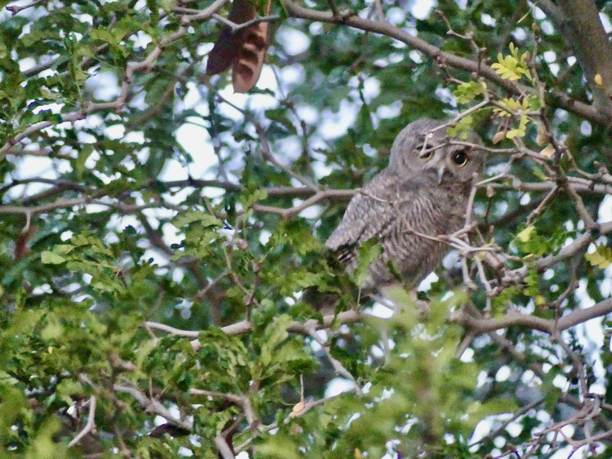 Western Screech-Owl - Dennis Wolter