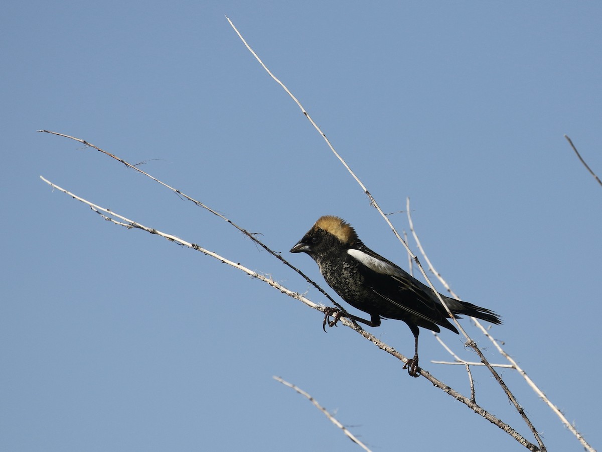 Bobolink - Russ Morgan