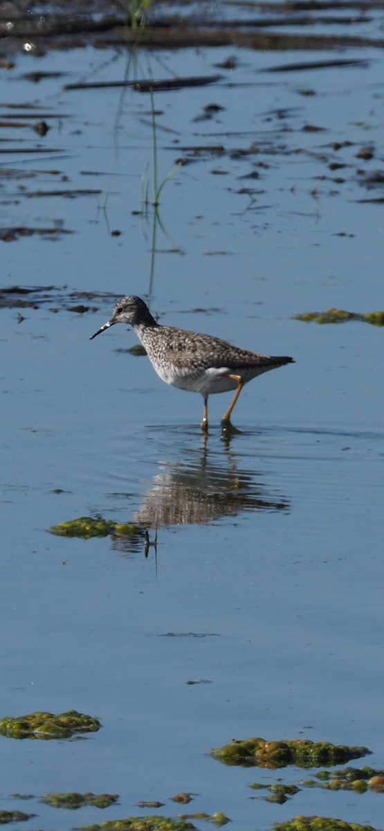 Lesser Yellowlegs - ML619163934